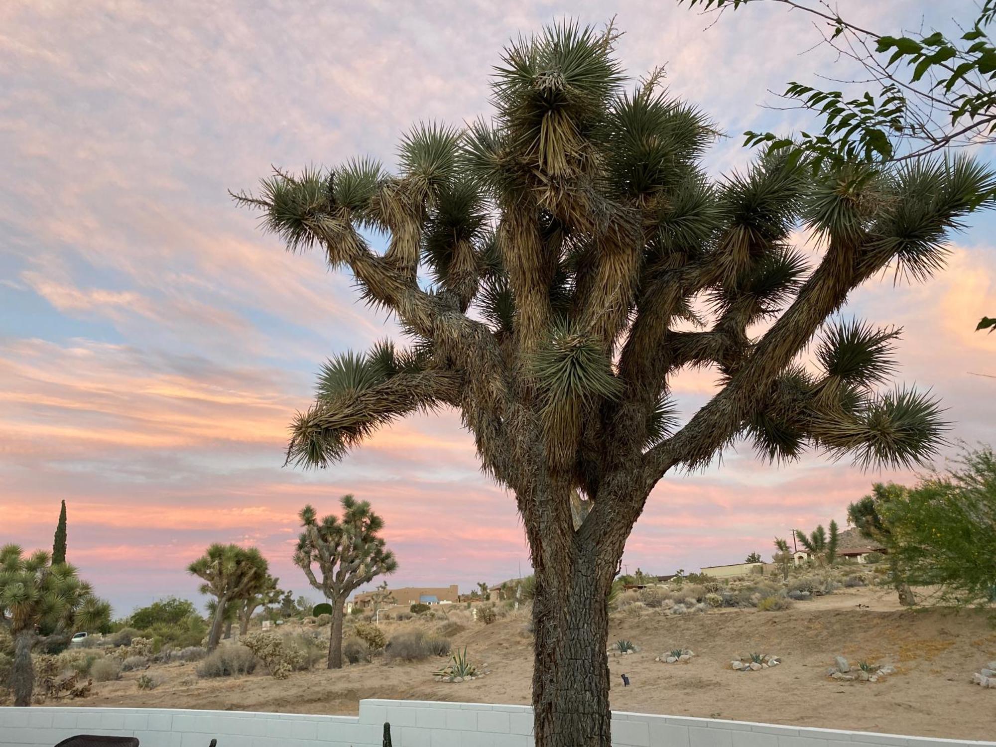 Electroliquid'S Casa Pueblo Joshua Tree Villa Buitenkant foto